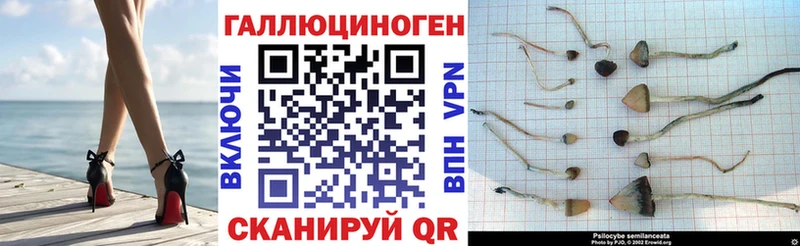 Галлюциногенные грибы Psilocybine cubensis  OMG   Павловская 
